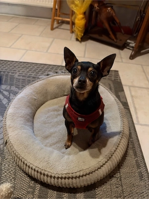 Pinscher Welpen 