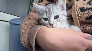 4bezaubernde Kitten suchen ein liebevolles Zuhause