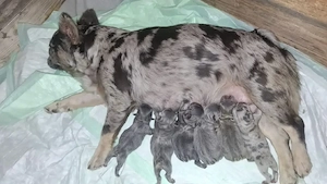 französische bulldogge welpen 