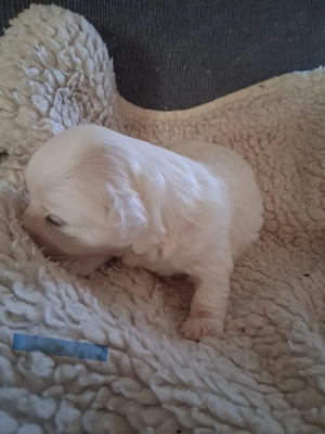 Maltipoo-Welpen suchen ihr neues Zuhause 