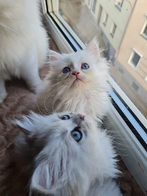 BLH Kitten 