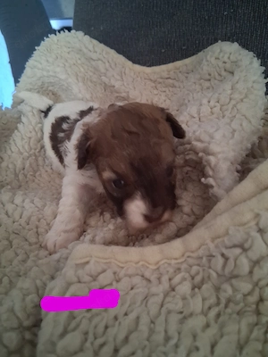 Maltipoo-Welpen suchen ihr neues Zuhause 