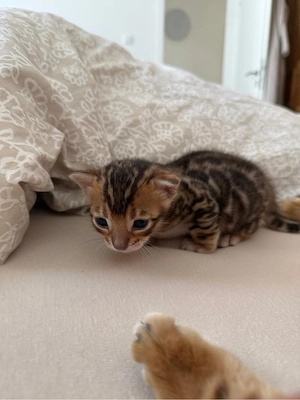 Reinrassiger Bengal-Kater mit dem Stammbaum