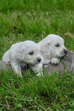 Golden Retriever Welpen - mit Ahnentafel