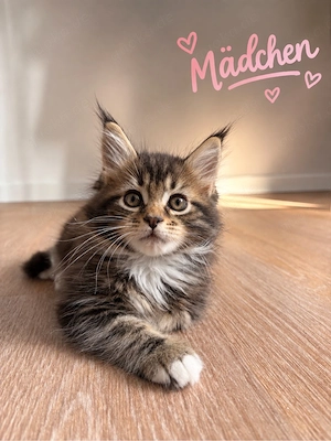 Letztes MaineCoon Mädel