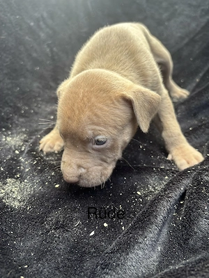 American Bully XL welpen