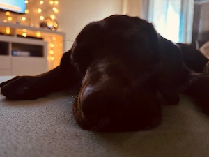 verkaufe ich meine liebes labrador mix