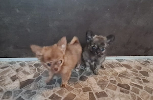 kleinbleibende Chihuahua Welpen