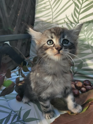 Zauberhafter Bobby Cashmere Bengal x Mainecoon 