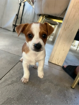 Jack Russel Mix Welpe sucht ein liebevolles zuhause