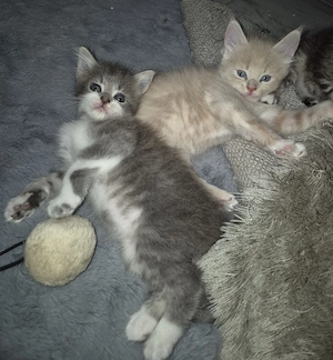 Xxl Maine Coon  Norweger  Mixe