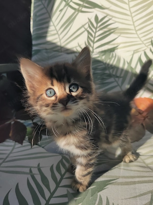 Toller Poldy Cashmere Bengal x Mainecoon 