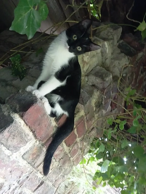 Katzenbaby, 4 Monate alt