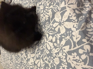 pomeranian welpen