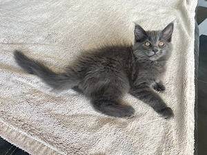 Zauberhafte Maine Coon Kitten