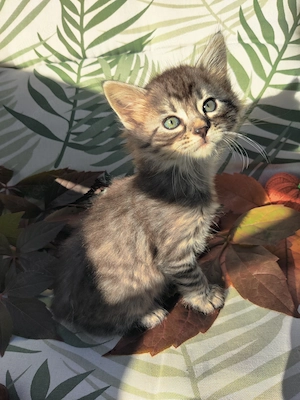 Hübsche Queeny Cashmere Bengal x Mainecoon 