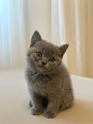 Kitten BKH reinrassig