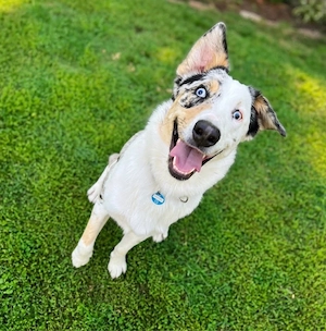 deckrüde aussi border mix blue merle