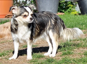 Chihuahua Hündin husky langhaar mit Ahnentafel