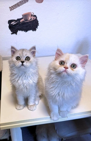 2 Perserkitten (Katerchen) suchen ein liebevolles Zuhause
