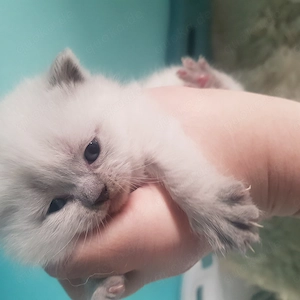 Sehr hübsche Britisch Kurzhaar - Happy Colour Point Kitten mit blauen Augen