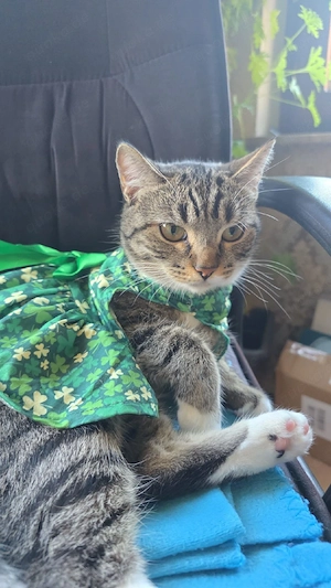 EKH KITTEN 10 Monate alt Weibchen  sucht ein neues Zuhause 