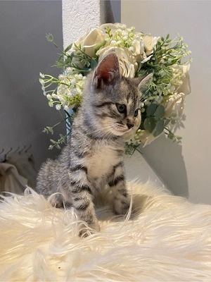 verschmuster Kater sucht liebevolles Zuhause 