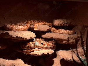 Zwei männliche Kornnattern (Pantherophis guttatus) abzugeben.