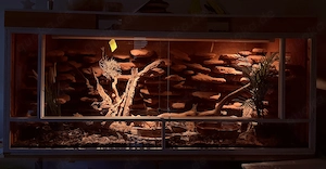 XXL Terrarium 200x82x78 cm + Einrichtung (+ ggf 2 Kornnattern)