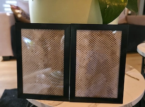 Schlangen Häutung im Bilderrahmen 10x15 