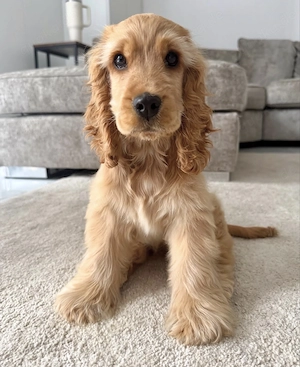 Wunderschöne Cocker Spaniel Welpen!!