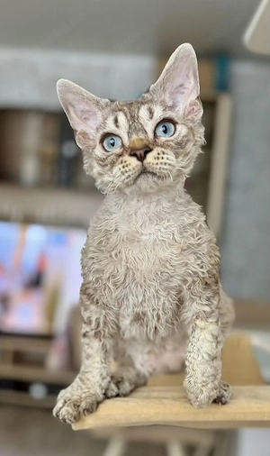 devon rex kitten in ein warmes zuhause