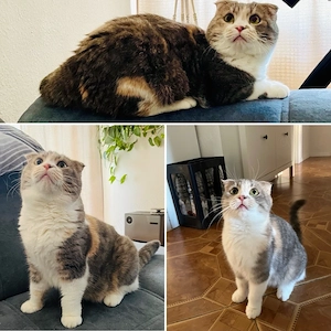 Katze sucht liebevolles Zuhause