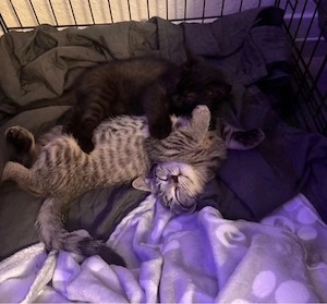 bkh mix kitten 