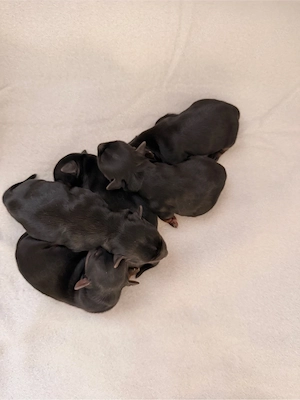 Yorkshire-Terrier-Welpen suchen ein liebevolles Zuhause!   