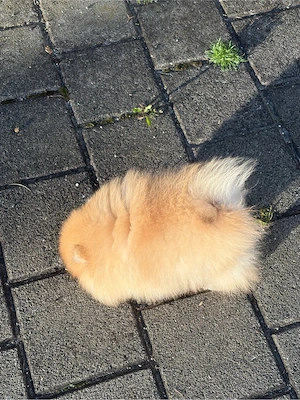 Zwergspitz Pomeranian Welpe