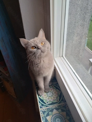 Britisch kurzhaar Katze mit seltener fellfarbe 