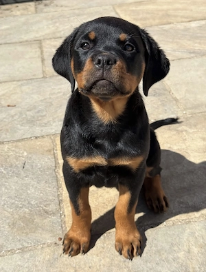 Gesund Rottweiler Welpen!