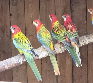Rosella Mutationen 