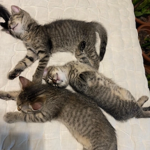 Drei bezaubernde Katzenbabys suchen ein liebevolles Zuhause 