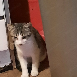 Katzenkitten suchen ein zu Hause
