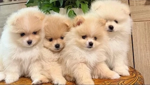 Sweet pomeranian zwergspitz welpen