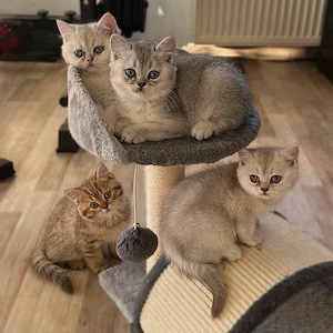 Zuckersüße Baby-Kitten suchen ihr Für-immer-Zuhause   