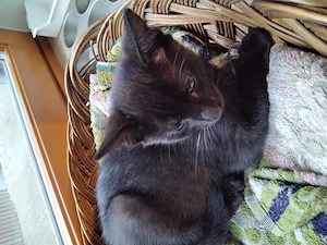 Katzenmädchen sucht liebevolles Zuhause 