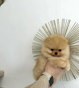 Sweet Pomeranian Zwergspitz Welpen