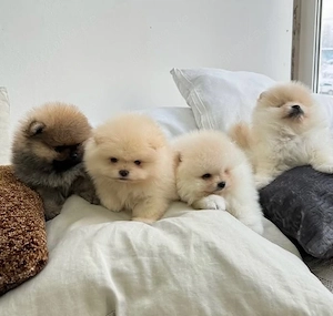 Sweet Pomeranian Zwergspitz Welpen