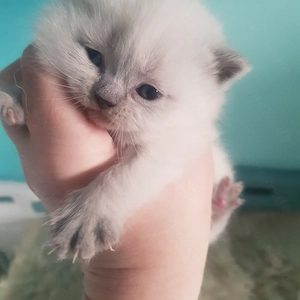 Sehr hübsche Britisch Kurzhaar - Happy Colour Point Kitten mit blauen Augen