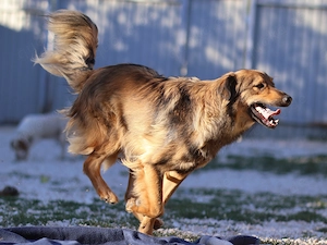 2j Collie Mix Rüde bundesweit ausreisebereit aus Kroatien 