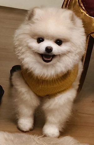 Notfall Pomeranian-Teddy Boo Dame 