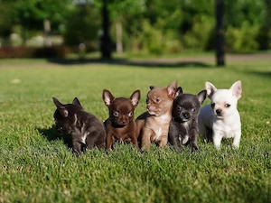 Sweet Chihuahua welpen 